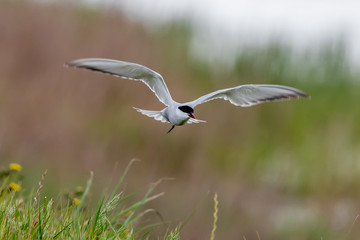 Whiskered Tern in Australia
