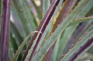 close up of little agave thorns