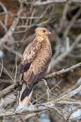 Whistling Kite in Australia