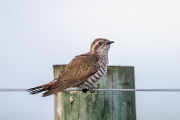 Horsfield's Bronze Cuckoo