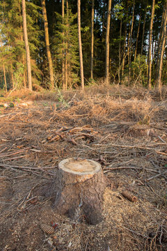 tree stumps and felled forest. Deforested area in a forest with cutted trees. Cut down trees in forest on felling. tree stumps on a continuous felling. Cut down trees in the forest.