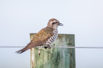 Horsfield's Bronze Cuckoo