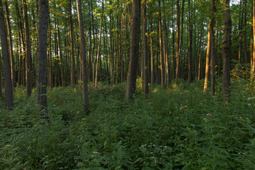 Fototapeta premium Old natural alder forest in summer, view from the middle. Frash Alder tree mixed forest in summertime morning with sunlight entering. shadows and light in the greenery of an old alder forest