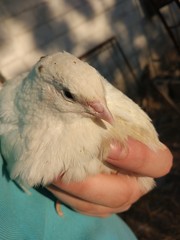 bird in a hand