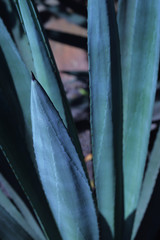 detail of agave americana leaves