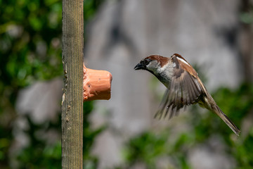 House sparrow wild bird flying towards suet feeder