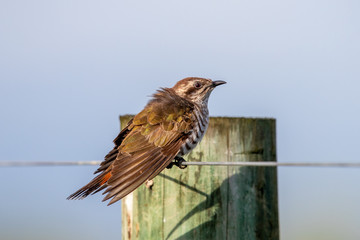 Horsfield's Bronze Cuckoo