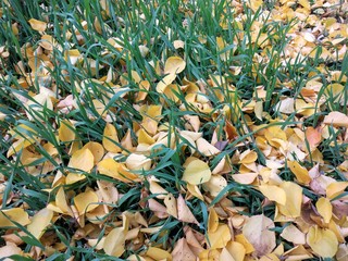 background of leaves