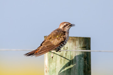 Horsfield's Bronze Cuckoo