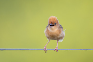 Golden-headed Cisticola in Victoria, Australia