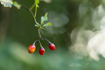 Bittersweet nightshade (Solanum dulcamara) red fruits with leaves close up. Solanum dulcamara bitter-sweet. Bitter nightshade blooms. Red fruits of Bittersweet nightshade (Solanum dulcamara). 