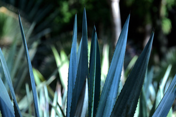 detail of agave americana thorns