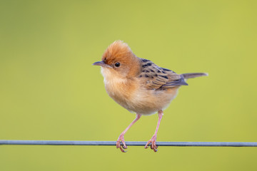 Golden-headed Cisticola in Victoria, Australia