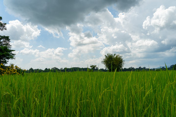 Fototapeta na wymiar tree and rice field against blue sky