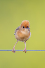 Golden-headed Cisticola in Victoria, Australia