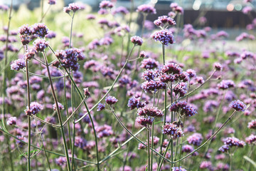 Lilac field flowers grow in the city organization of prostration	
