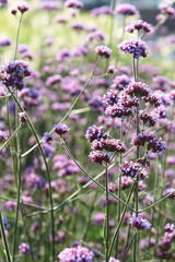 Lilac field flowers grow in the city organization of prostration
