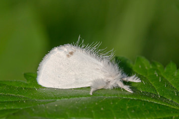 The imago Yellow-tail (Euproctis similis) moth sits on a green leaf.. 