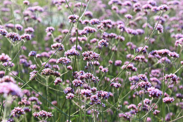 Obraz premium Lilac field flowers grow in the city organization of prostration
