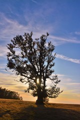Obraz premium lonely tree in the field
