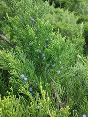 green grass in the garden