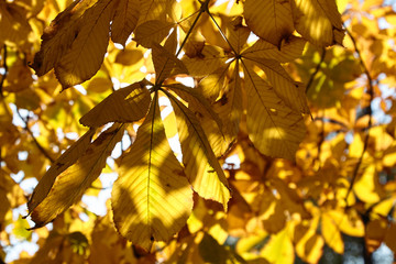 Obraz premium Autumn leaves are transmitted by the sun