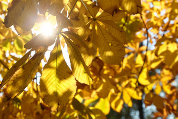 Autumn leaves are transmitted by the sun