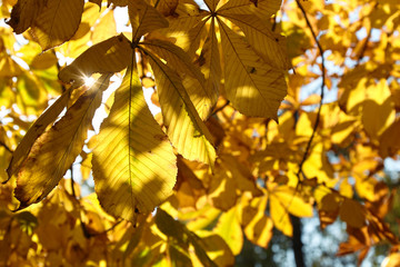 Autumn leaves are transmitted by the sun
