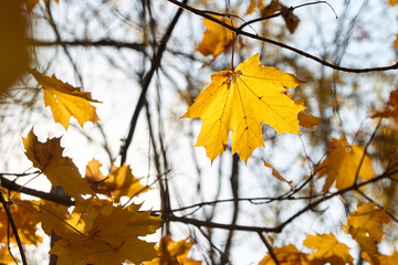 Autumn leaves are transmitted by the sun