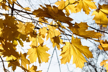 Autumn leaves are transmitted by the sun