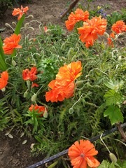 red flowers in the garden