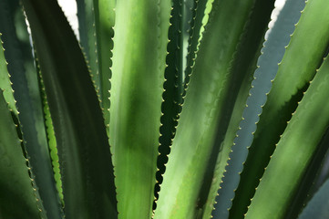 detail of green agave plant