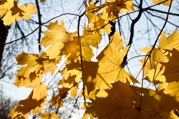 Autumn leaves are transmitted by the sun
