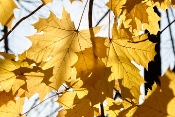 Autumn leaves are transmitted by the sun