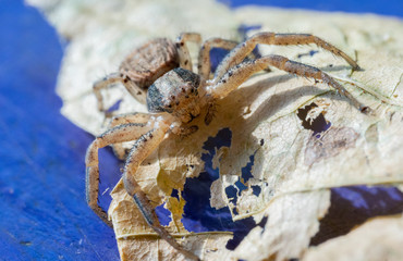 A spider sits on a leaf of a tree