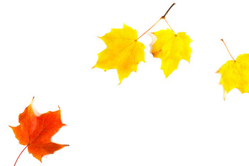 Autumn maple leaves isolated on white background, copy space