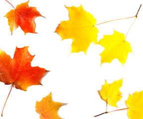 Autumn background witn maple leaves