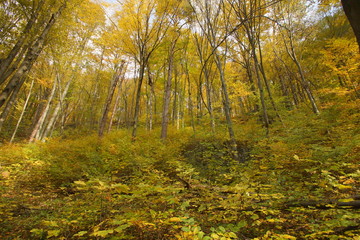 jesień jura dolina Racławki