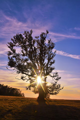 Fototapeta na wymiar the rays of the sun through a tree at sunset
