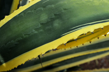 extreme close up of agave americana marginata