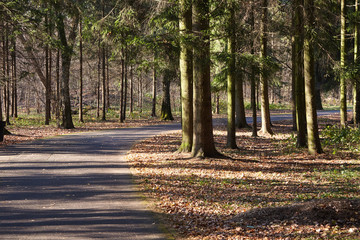 Track in pine forest