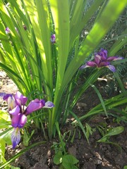 blue flowers in the garden