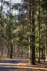 Track in pine forest
