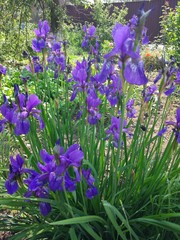 blue flowers in the garden