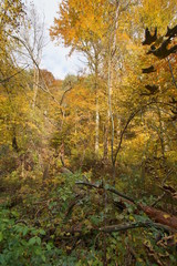 jesień jura dolina Racławki