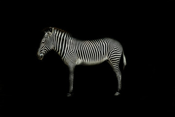 Zebra on black background