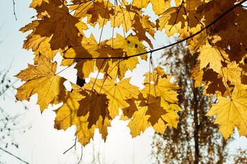 Fototapeta na wymiar Autumn leaves are transmitted by the sun