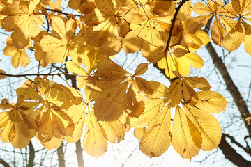 Autumn leaves are transmitted by the sun