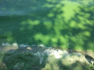 green water in the river