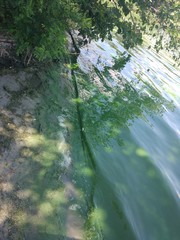 green water in the river